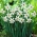 Narcissus Recurvus - Daffodil Recurvus - 5 bulbi