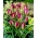 Tulip Red Beauty - stor pakke! - 50 stk