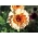 盆栽万寿菊“日落Buff” - Calendula officinalis - 種子