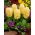 Gele hyacint - 9 st - 