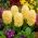Hyacinthus Πόλη του Χάρλεμ - Υάκινθος Πόλη του Χάρλεμ - 3 βολβοί -  Hyacinthus orientalis