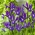 Iris holandés "Discovery Purple" - ¡paquete grande! - 100 bulbos