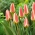Lado del tulipán - 5 piezas