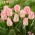 Tulipe Reve Rose - 5 pcs