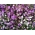 Sementes de Immortelle misturadas - Xeranthemum annuum - 850 sementes