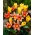 "Mermaid's Song" - 50 bulbi di tulipano - composizione di 2 varietà