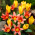 "Canção da Sereia" - 50 bulbos de tulipa - composição de 2 variedades