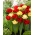 Tulipanløker - sett med 2 varianter - Red Baby Doll og Montreux - 50 stk