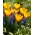 „Prima primăvară” - 75 de zambile de zambile de struguri și lalele - compoziția a 2 soiuri interesante
