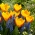 „Prima primăvară” - 75 de zambile de zambile de struguri și lalele - compoziția a 2 soiuri interesante
