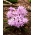 Chionodoxa Rose Queen - Sláva královny sněhu Rose - 10 květinové cibule - Chionodoxa luciliae