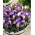 „Spring Prop” - 75 de bulbi de crocus și lalele - compoziția a 2 soiuri interesante