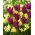 "Pavasara krāsas" - 50 narcises un tulpju sīpoli - 2 intriģējošu šķirņu sastāvs
