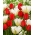 "Kevään luominen" - 50 tulppaanisipulia - koostumus 2 lajiketta