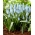 Muscari Ester - Hroznová hyacint Ester - 10 kvetinové cibule