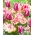 "Pomladna pesem" - 50 čebulic tulipanov - sestava 2 sort