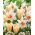"Kevään kaipuu" - 50 narsissia ja tulppaanisipulia - koostumus 2 kiehtovasta lajikkeesta