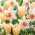 "Копнеж за пролетта" - 50 луковици от нарцис и лале - състав от 2 интригуващи сорта