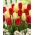 "A Cor da Imaginação" - 50 bulbos de tulipa - composição de 2 variedades