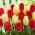 "A Cor da Imaginação" - 50 bulbos de tulipa - composição de 2 variedades