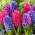 "Ancient Tale" - 27 hyacintbollen - samenstelling van 3 soorten - 