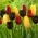 "Pavasara laime" - 45 tulpju sīpoli - 3 šķirņu sastāvs