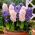 "Hurdy -gurdy" - 30 cibulovin hyacintu - složení 2 odrůd
