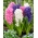 „Spring Diamond“ - 27 cibulovin hyacintu - složení 3 odrůd