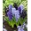 „Magnetismus srdce“ - 21 cibulovin hyacintu - složení 3 odrůd