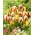 Tulipanløker - sett med 3 varianter - Helmar, Grand Perfection og Carnaval de Rio - 45 stk.