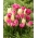 Lukovice tulipana - set od 3 sorte - Creme Flag, Dynasty i Vogue - 45 kom