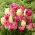 Tulpenbollen - set van 3 soorten - Creme Flag, Dynasty en Vogue - 45 stuks - 