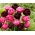 Cibule tulipánů - sada 2 odrůd - Aveyron a Black Hero - 50 ks.