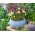 Macarena - 100 bulbes de crocus et d'iris - composition blanc violet-creme