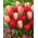 Lukovice tulipana - set od 2 sorte - Abba i Beau Monde - 50 kom
