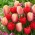 Cibule tulipánů - sada 2 odrůd - Abba a Beau Monde - 50 ks.