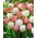 Bulbos de tulipán - juego de 2 variedades - Mount Tacoma y Salmon Impression - 50 piezas