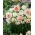 «Весенний парад» - 45 луковиц нарциссов и тюльпанов - композиция из 3-х интригующих сортов. - 