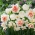 „Jarní přehlídka“ - 45 cibulovin narcisů a tulipánů - složení 3 zajímavých odrůd