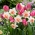 Valentina - 45 de bulbi de lalele și narcise - compoziție alb-roz