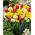 Conjunto de tulipas e narcisos - Verandi, Cheerfulness e Dick Wilden - 45 unidades