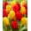 Cibule tulipánov - sada 2 druhov - červený a žltý výber - 50 ks
