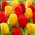 Cibule tulipánov - sada 2 druhov - červený a žltý výber - 50 ks
