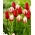 Bulbos de tulipán - juego de 2 variedades - Carnaval de Rio e Ile de France - 50 piezas