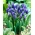 Muscari latifolium - Grape Hyacinth latifolium - 10 bulbs