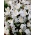 "Signora del Lago" - 100 bulbi di croco e cannella siberiana - composizione di 2 varietà intriganti