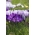 Purple Horizon - 100 bulbes de crocus - composition de 2 varietes