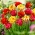Bulbes de tulipes - lot de 3 varietes - Renown Unique, Golden Nizza et Miranda - 45 pcs