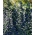 Viper's bugloss - melliferös växt - 100 gram; blågräs - 