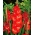 Gladiolus Traderhorn - nagy csomag! - 50 db.
